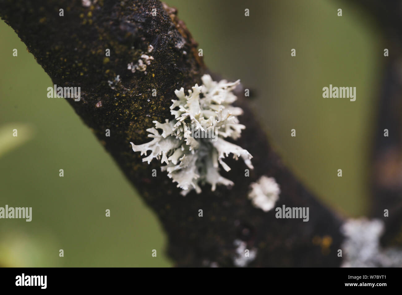 Macro photography with gray tree fungus Stock Photo