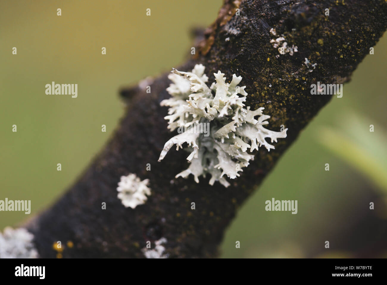 Macro photography with gray tree fungus Stock Photo