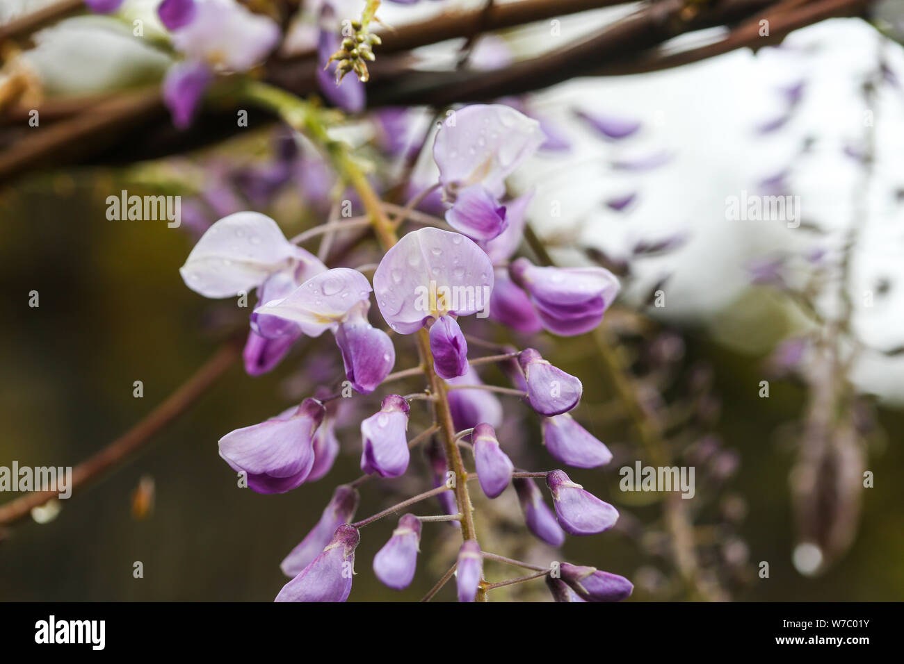 White pink Glycine sinensis creeper plant flower Stock Photo Alamy