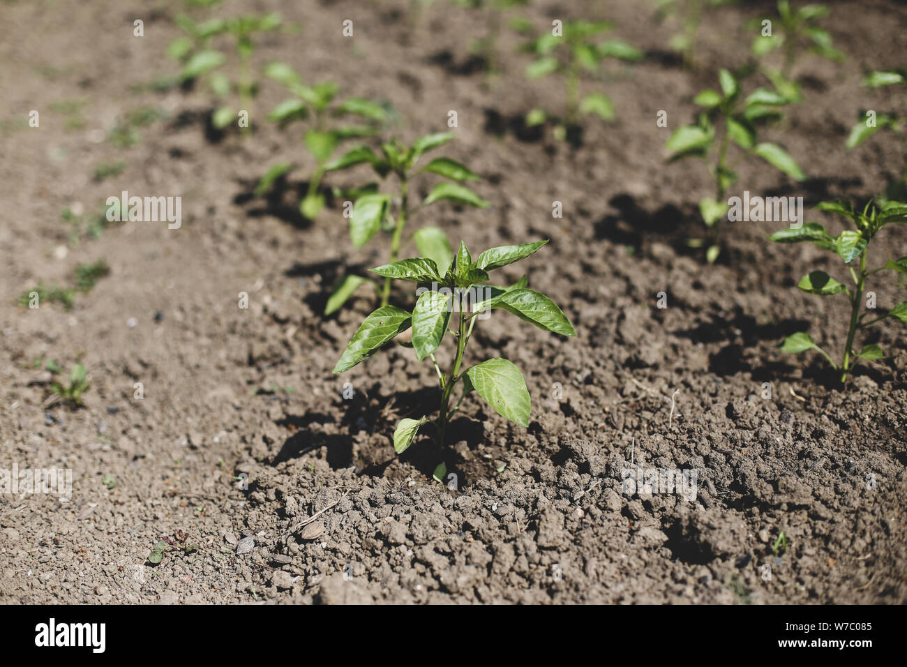 Small bell pepper plants on a farm under the sun Stock Photo Alamy
