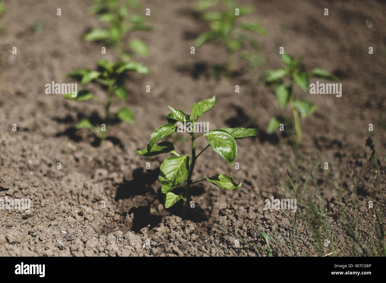 Bell pepper plants hi-res stock photography and images - Alamy