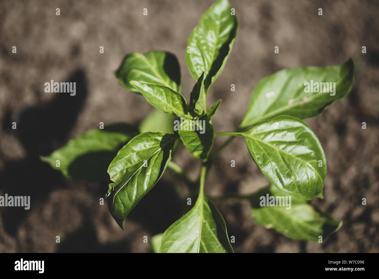 Bell pepper plants hi-res stock photography and images - Alamy