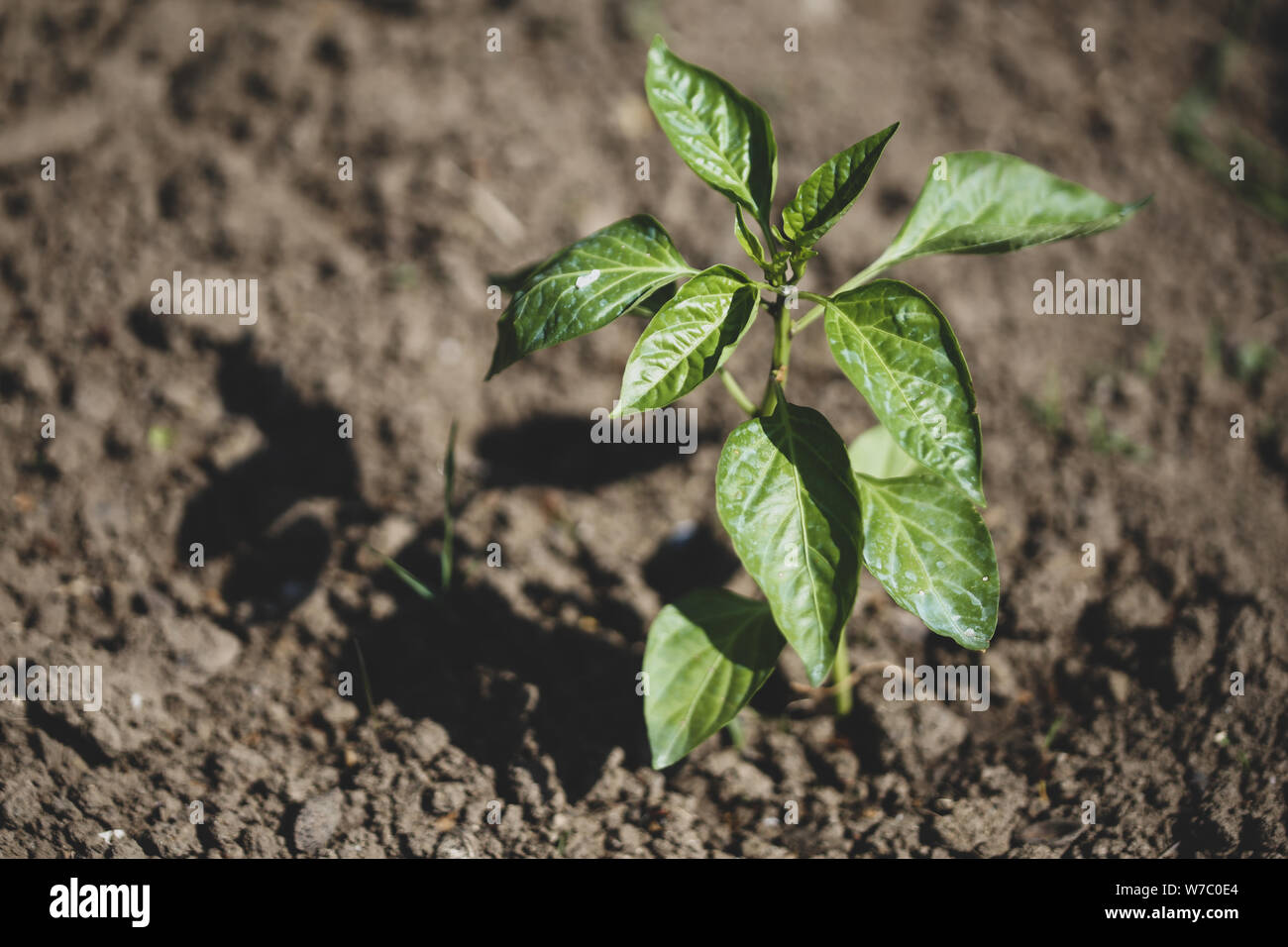 Bell pepper plants hi-res stock photography and images - Alamy