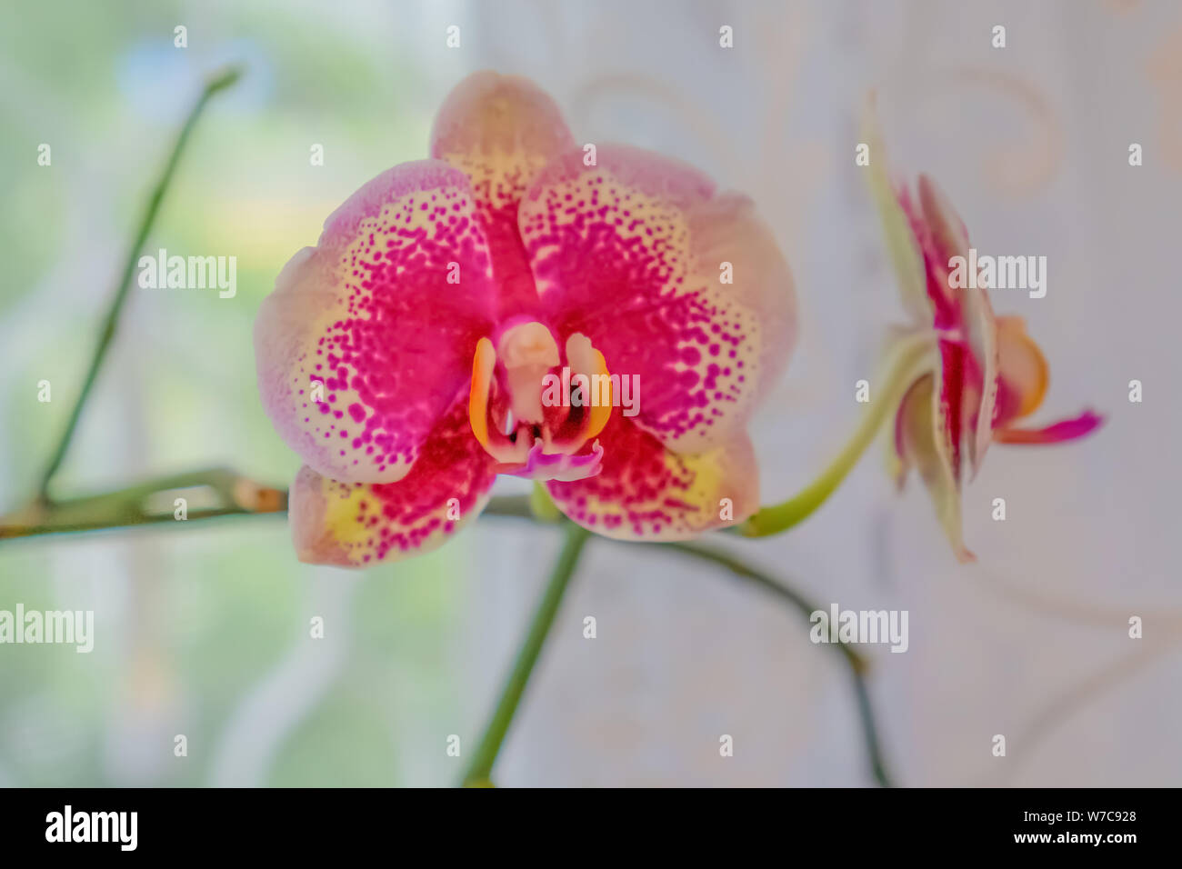 Pink orchid branch hi-res stock photography and images - Alamy