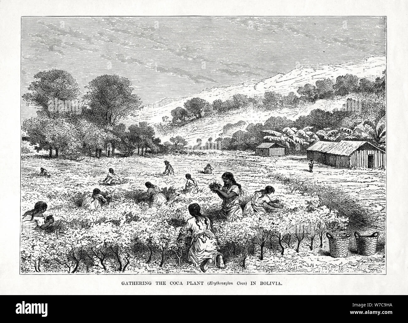 'Gathering the Coca Plant (Erythroxylum coca) in Bolivia', 1877. Artist: Unknown Stock Photo