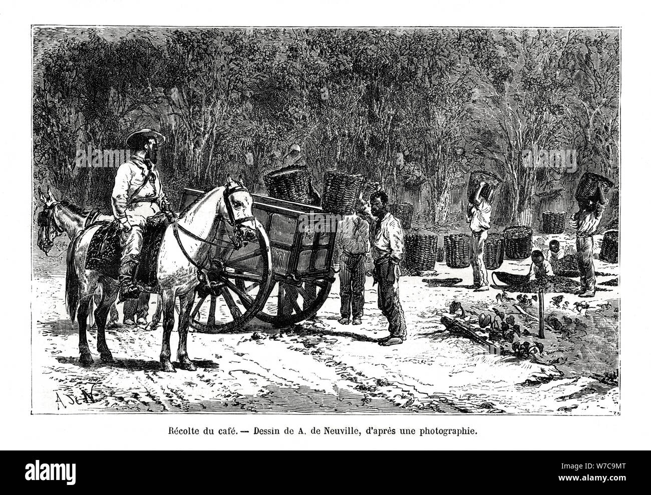 Coffee plantation 19th century hires stock photography and images Alamy