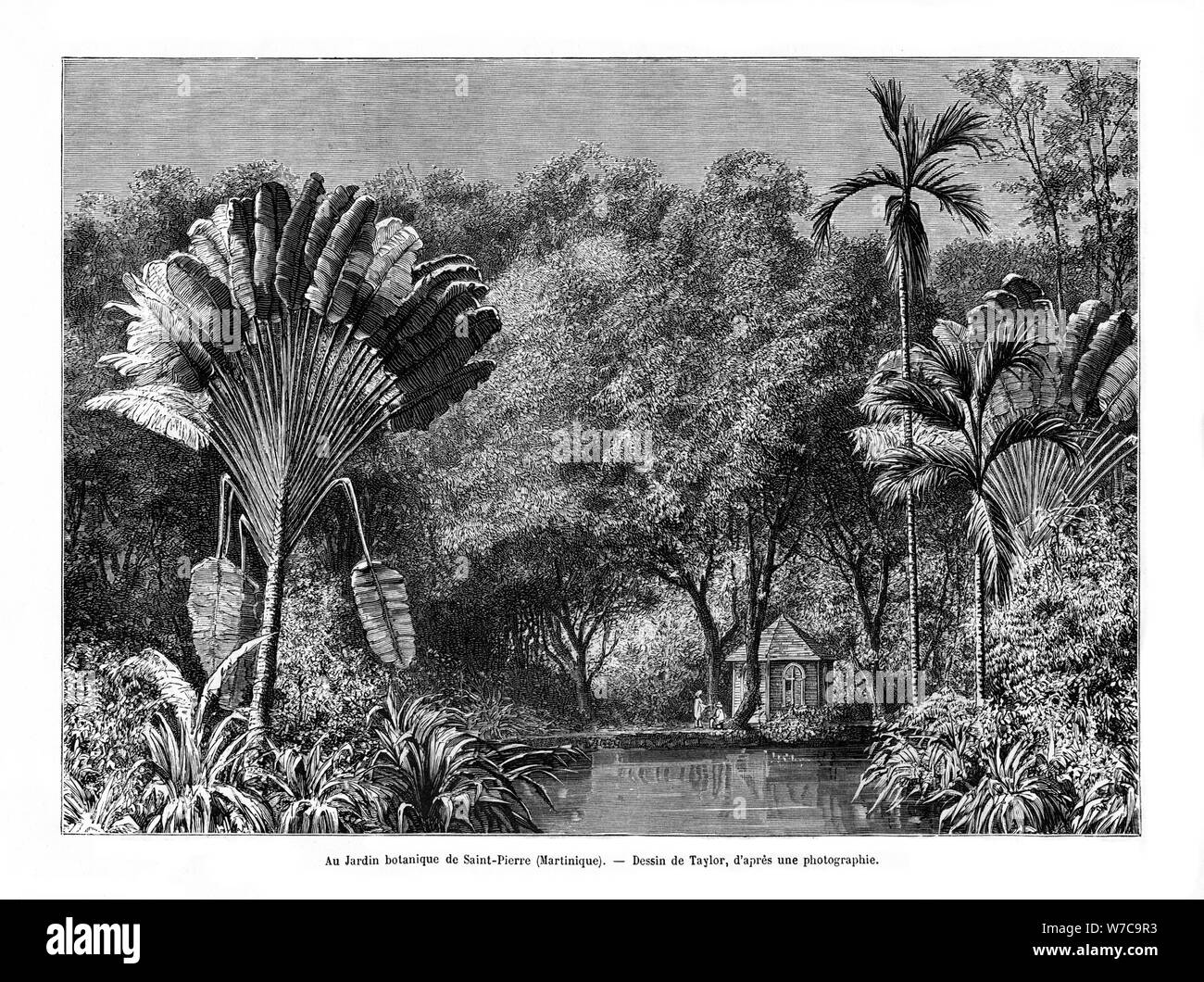 Botanical garden, Saint-Pierre, Martinique, 19th century. Artist: E de Berard Stock Photo
