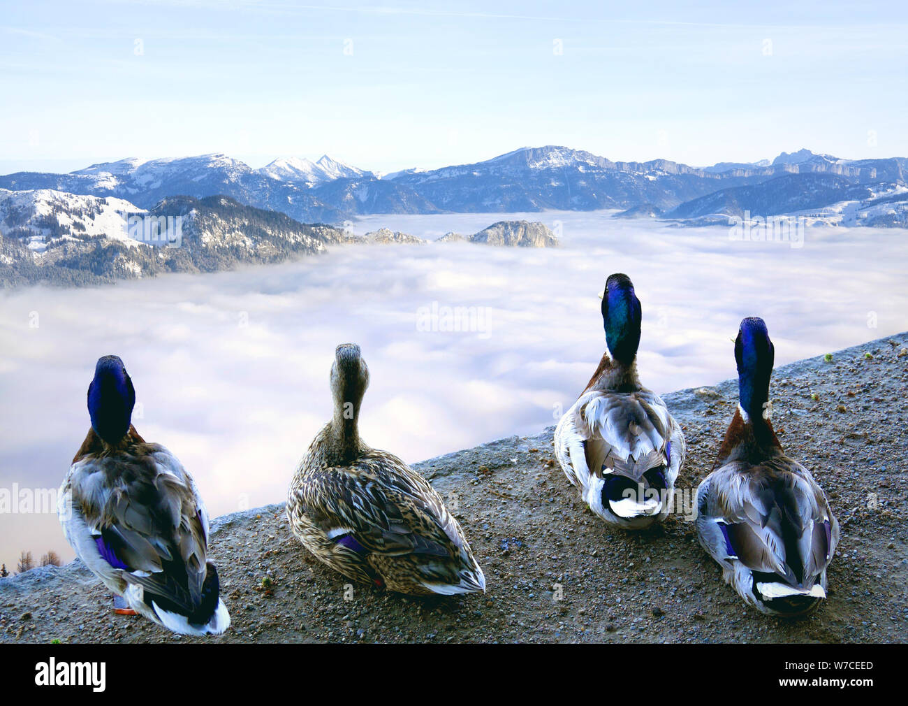 Mallard ducks in a rock cliff staring at distant ice mountains. Stock Photo