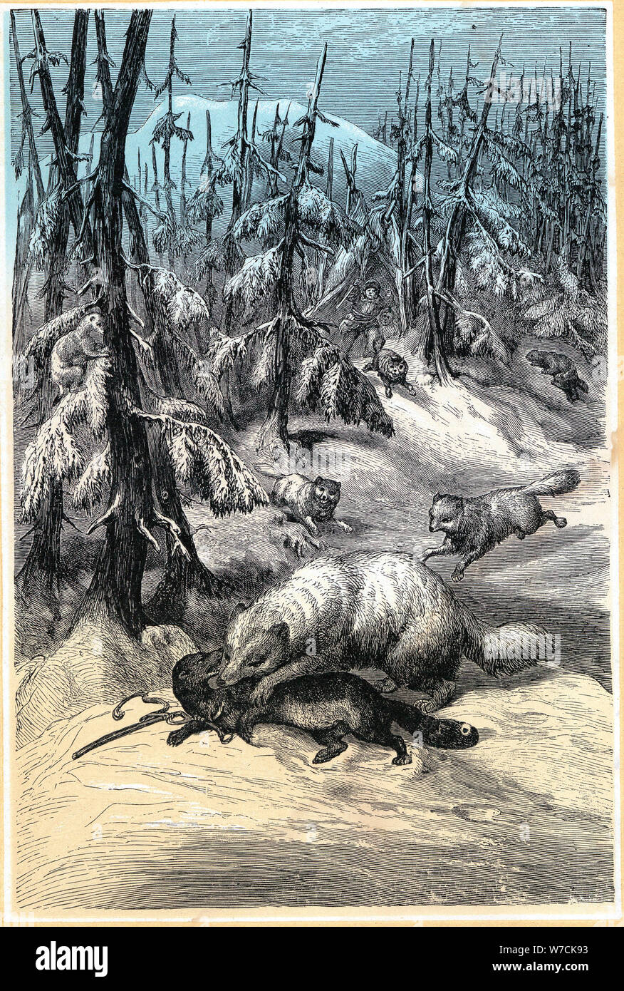 Arctic Fox attacking trapped Sable, 1874. Artist: Unknown Stock Photo