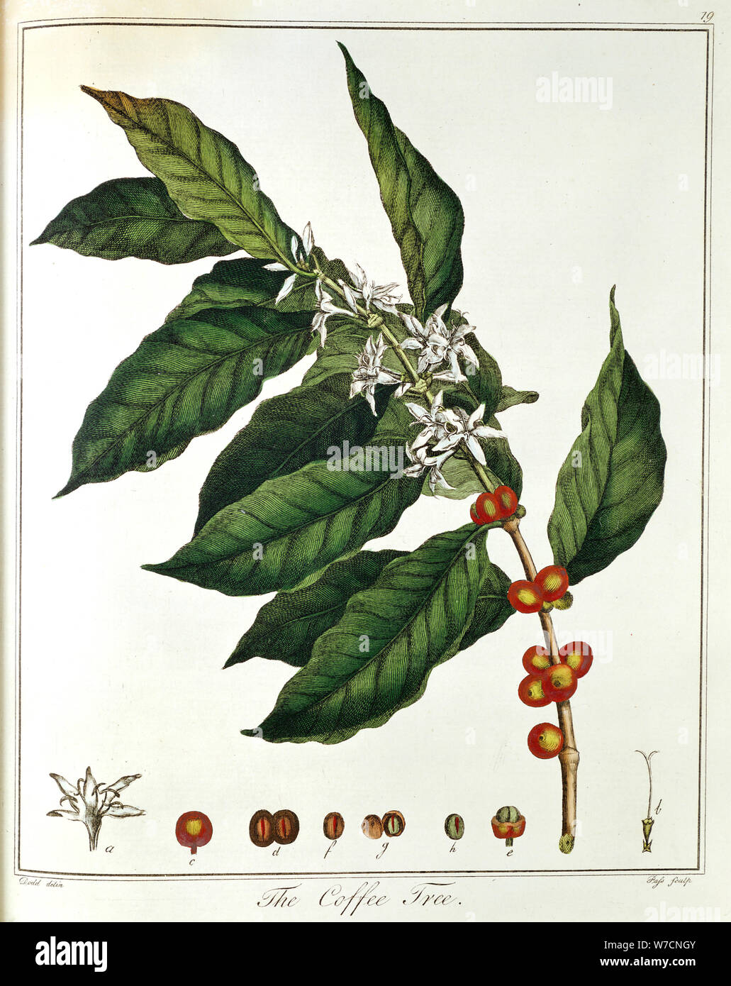 Sprig of Coffee (Coffea arabica) showing flowers and beans, 1798. Artist: Unknown Stock Photo