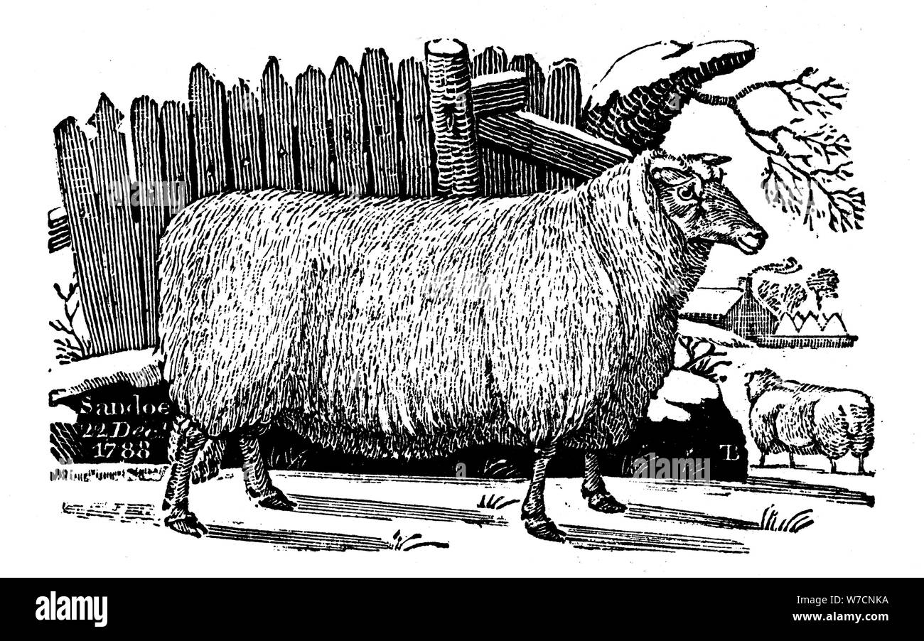 Dishley (New Leicester) sheep, 1811. Artist: Unknown Stock Photo