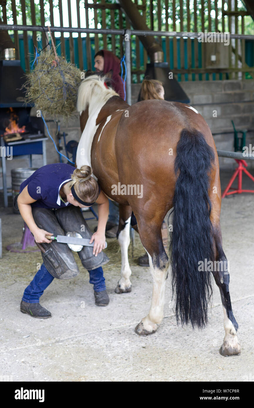 Female farrier horse hires stock photography and images Alamy