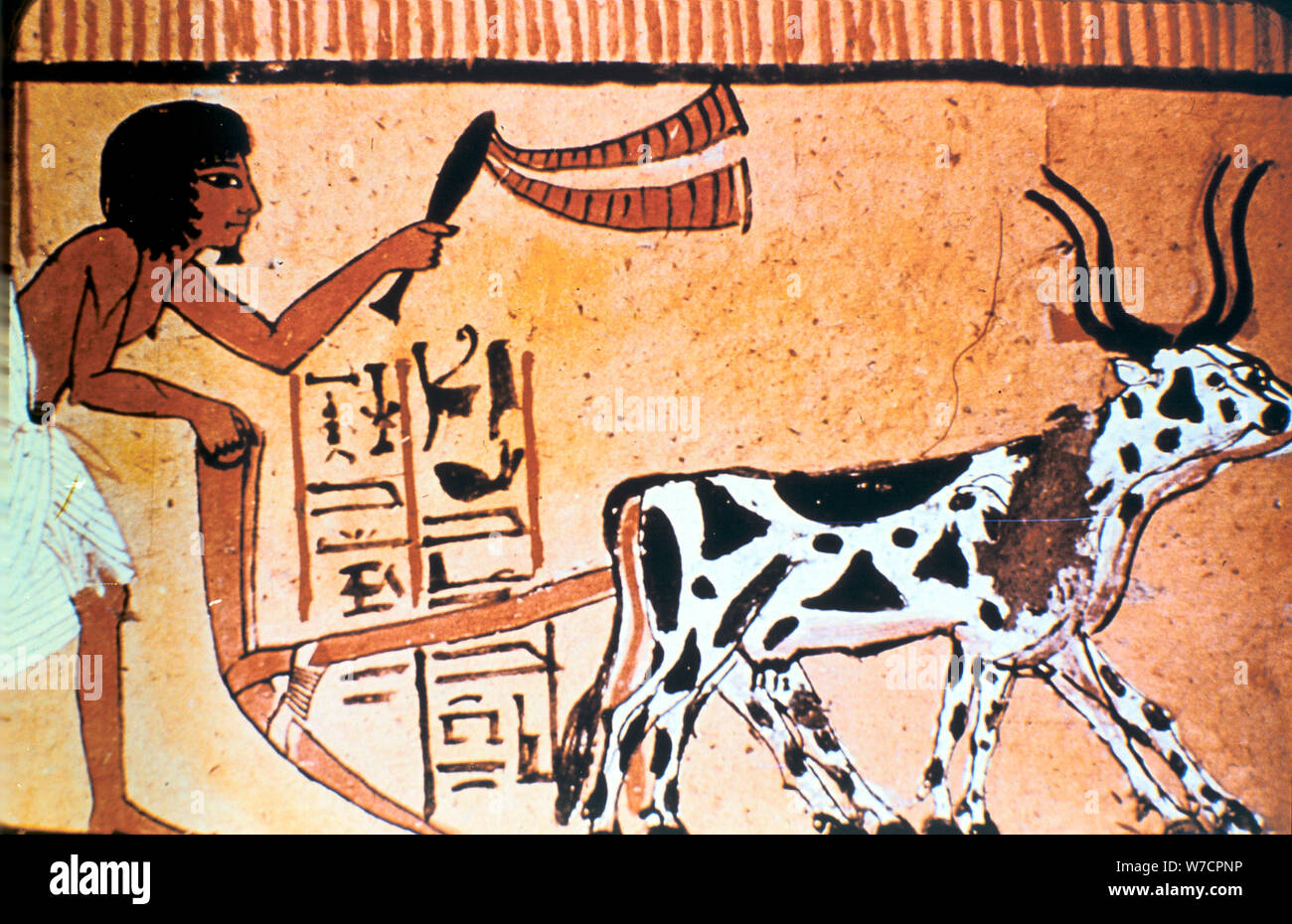 Sennutem ploughing with cattle, Ancient Egyptian tomb painting, New Kingdom (1550-1069 BC). Artist: Unknown Stock Photo