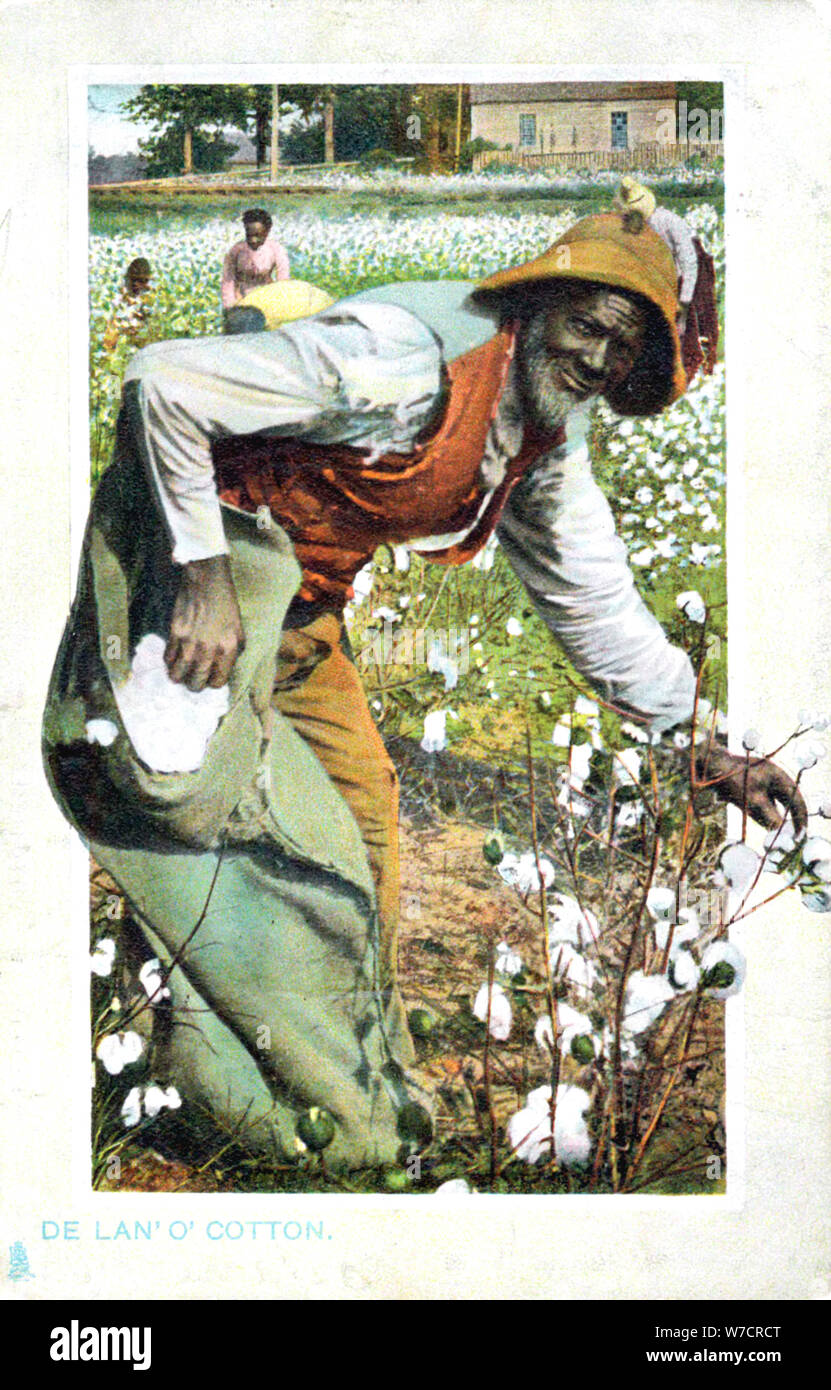 Hand picking cotton hires stock photography and images Alamy