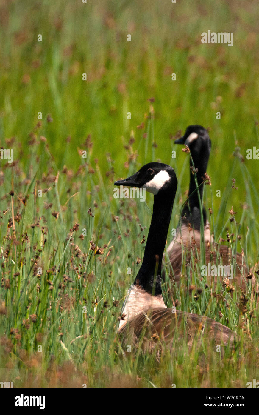 Canada Geese (Branta canadensis) at RSPB Saltholme, County Durham Stock Photo