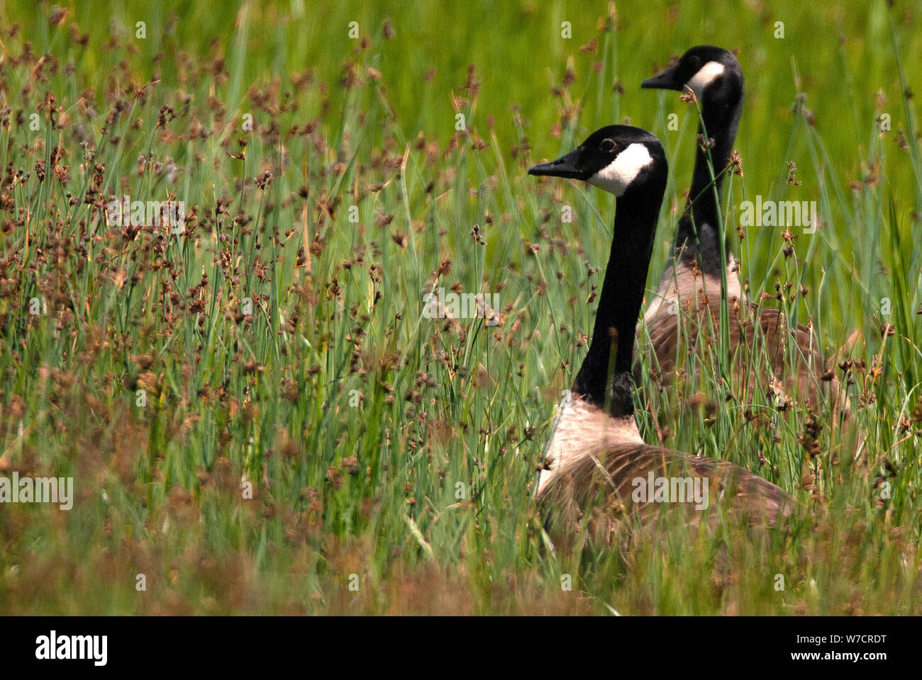 Canada Geese (Branta canadensis) at RSPB Saltholme, County Durham Stock Photo