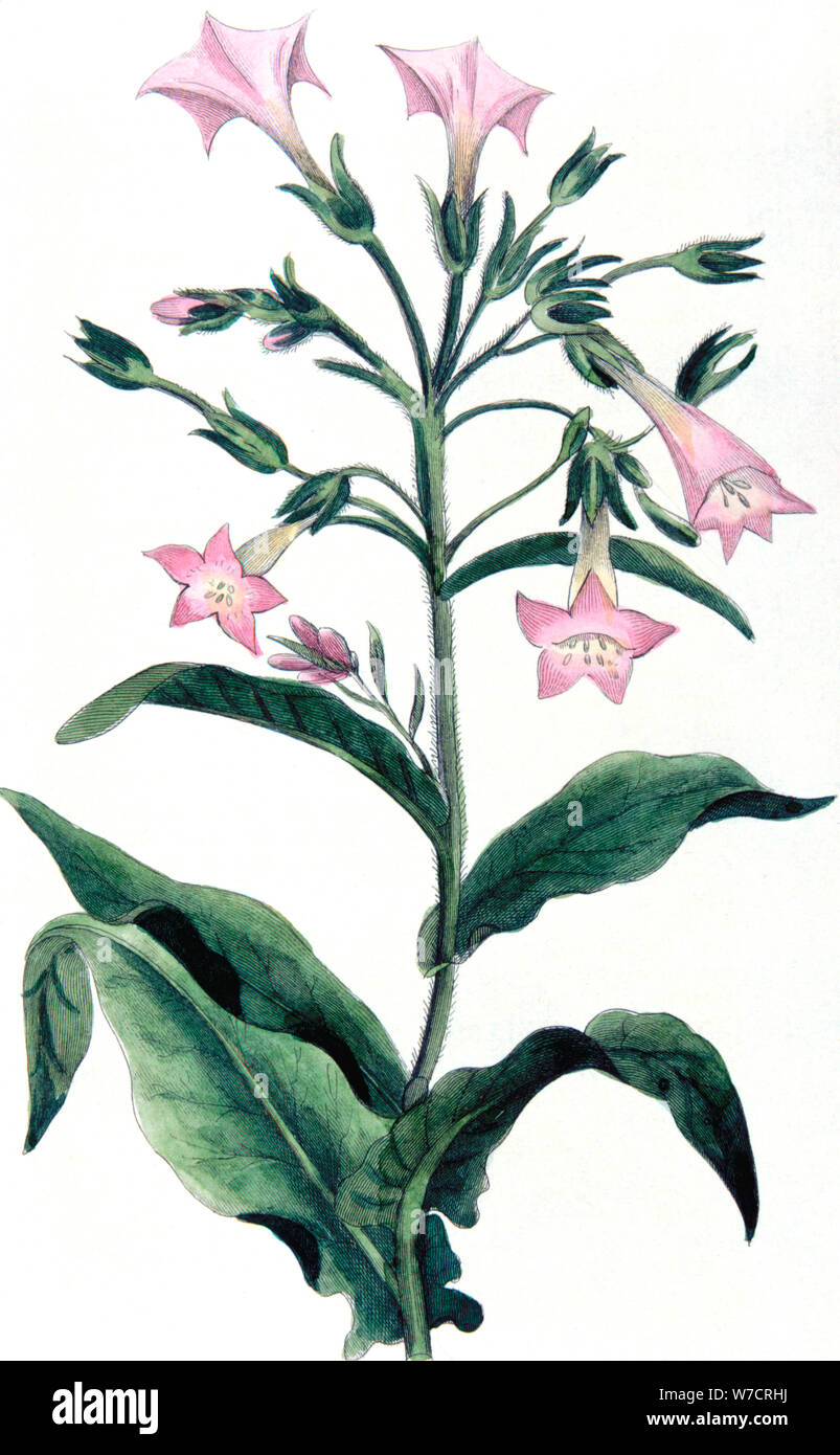 Nicotiana tabacum - tobacco plant, 1823. Artist: Unknown Stock Photo
