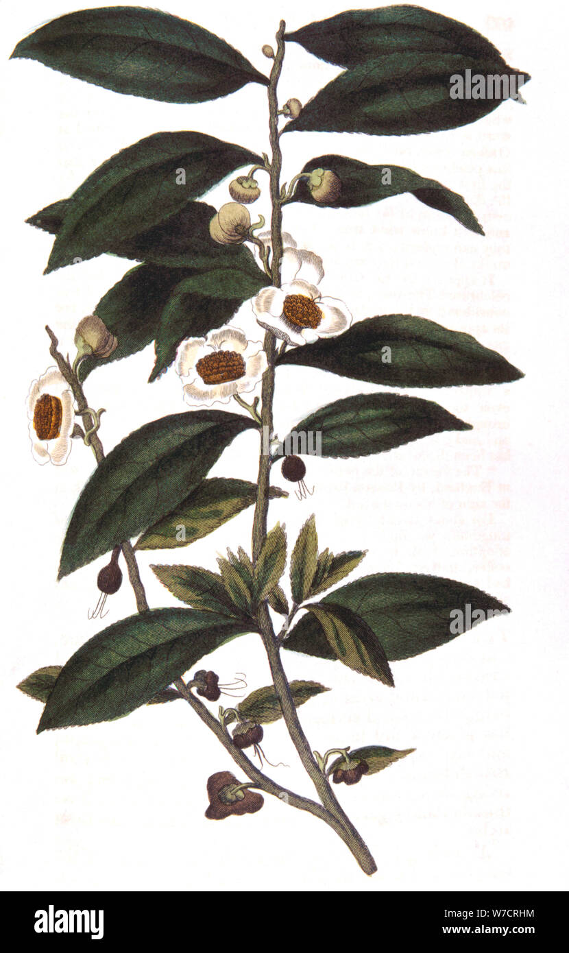Camellia sinensis - tea plant, 1823. Artist: Unknown Stock Photo