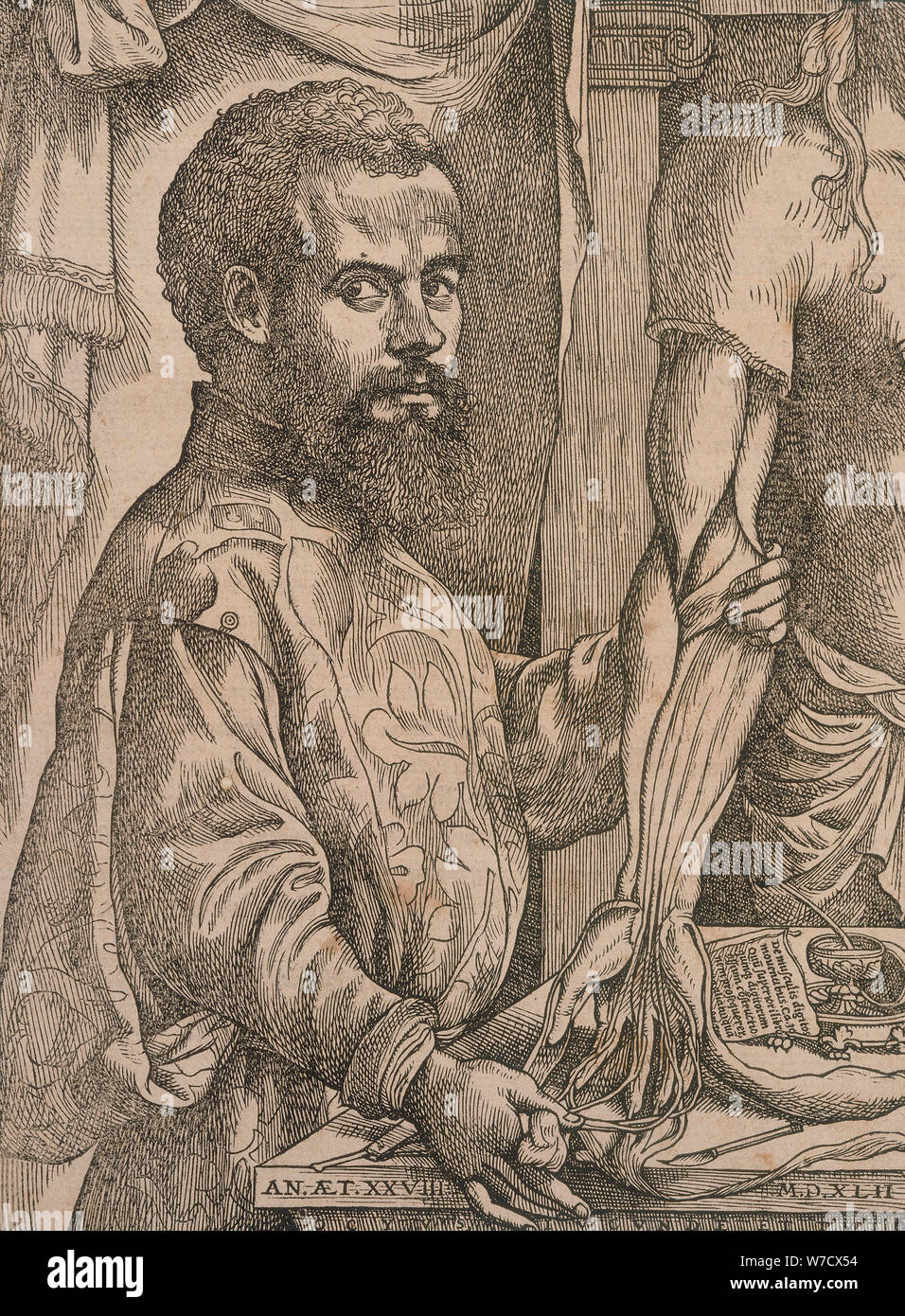Andreas Vesalius dissecting the muscles of the forearm of a cadaver, 1543.  Artist: Steven van Calcar Stock Photo