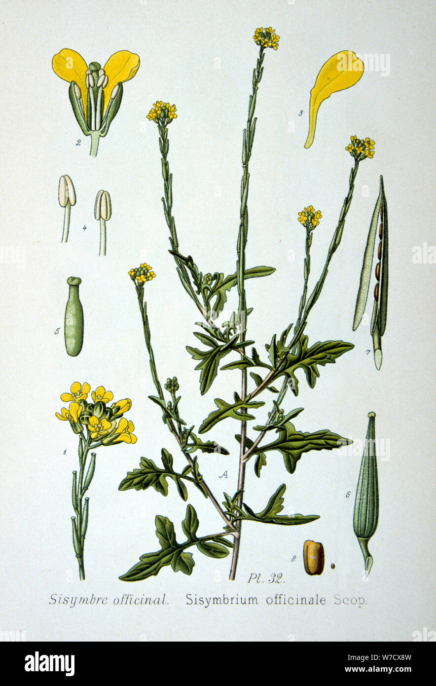 Hedge mustard, 1893. Artist: Unknown Stock Photo