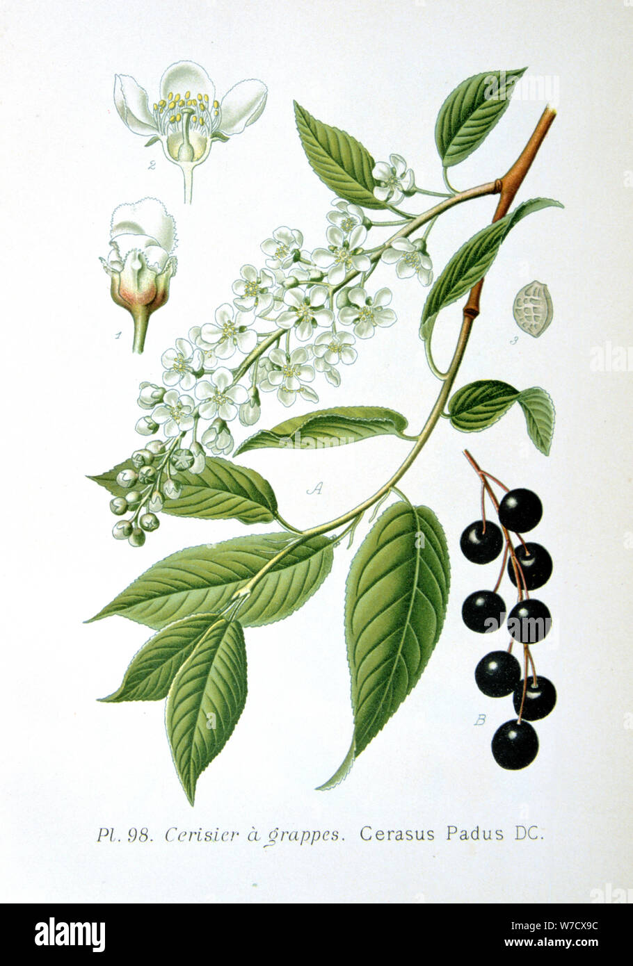 Bird cherry, 1893. Artist: Unknown Stock Photo