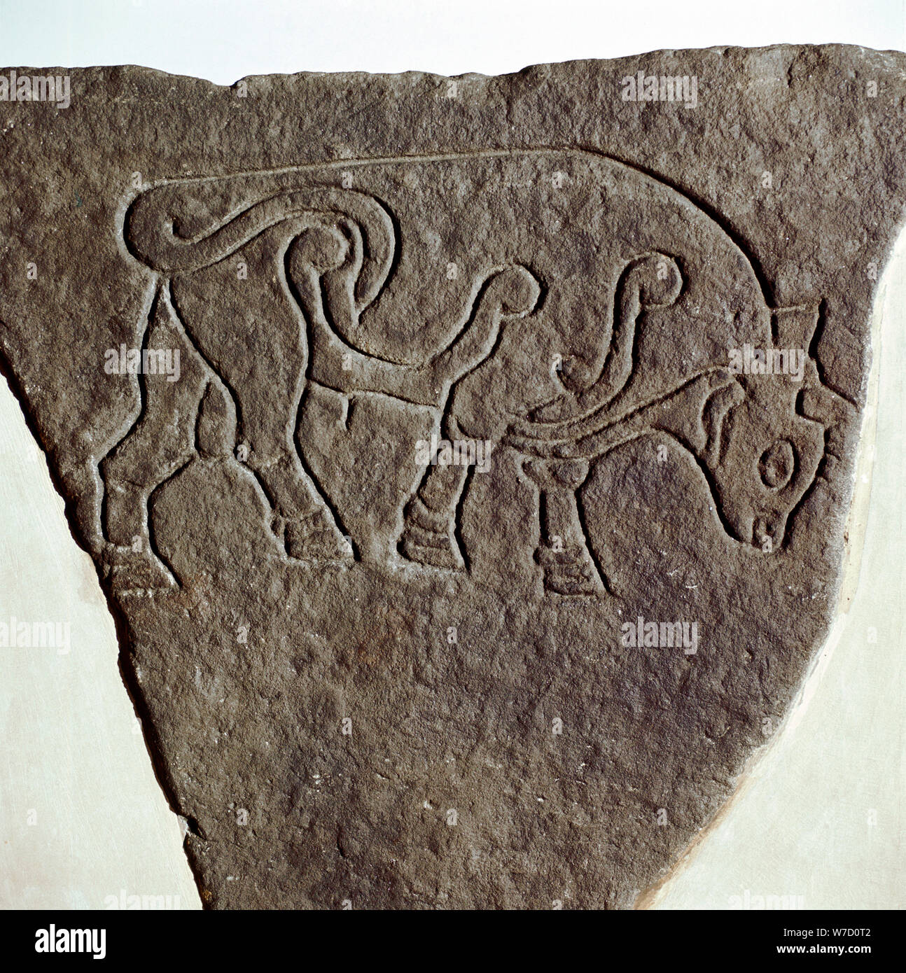 Bull motif on Pictish incised stone, Burghead, Moray, Scotland, c6th - 7th century. Artist: Unknown Stock Photo