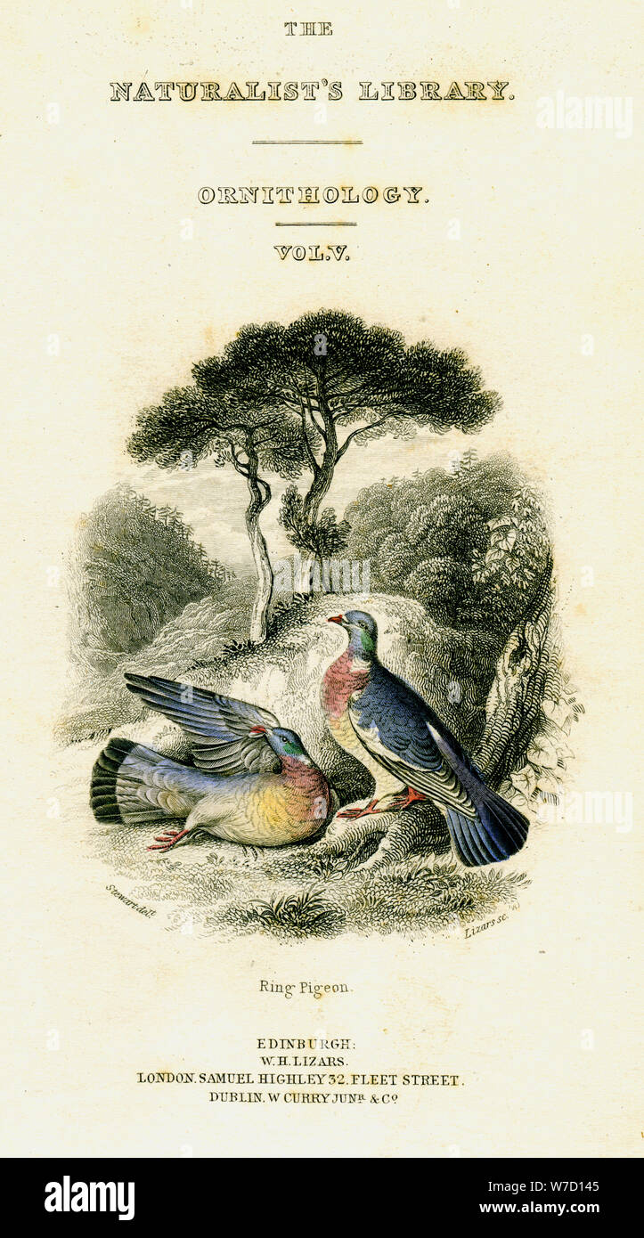 'The Naturalist's Library, Ornithology Vol V, Ring Pigeon', c1833-1865.Artist: William Home Lizars Stock Photo