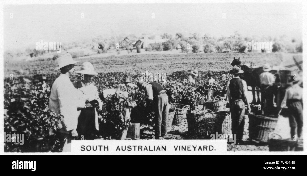 South Australian vineyard, 1928. Artist: Unknown Stock Photo
