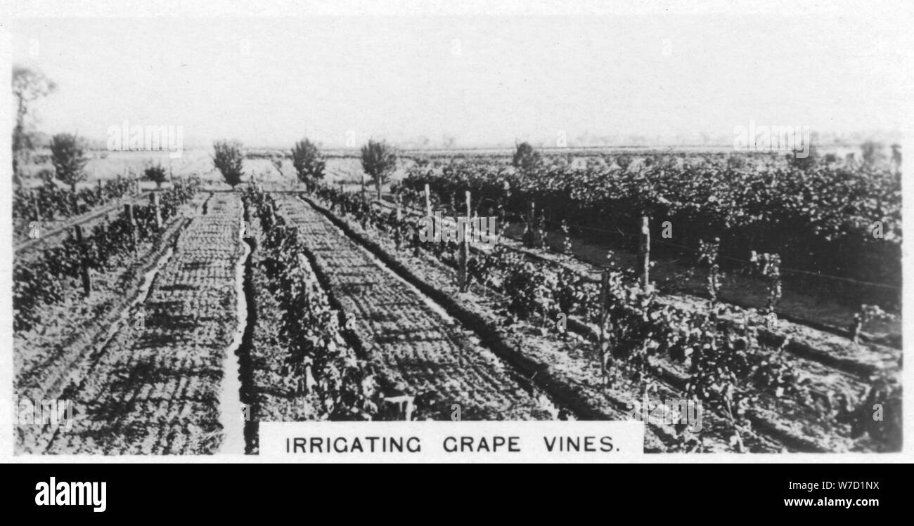 Irrigating grape vines, Australia, 1928. Artist: Unknown Stock Photo