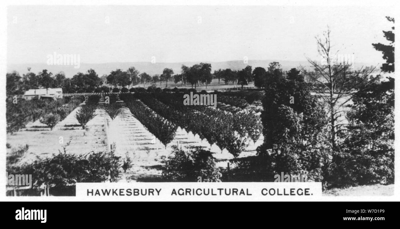 Hawkesbury Agricultural College, New South Wales, Australia, 1928. Artist: Unknown Stock Photo
