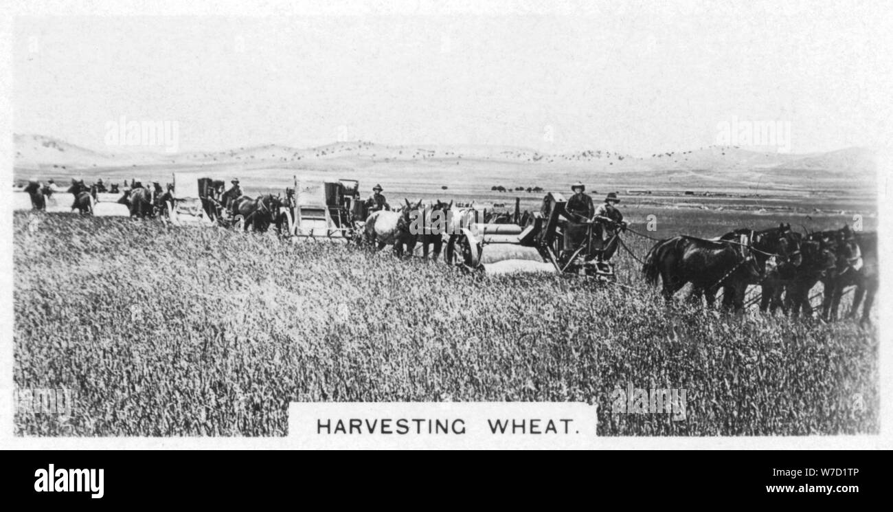 Harvesting wheat, Australia, 1928. Artist: Unknown Stock Photo