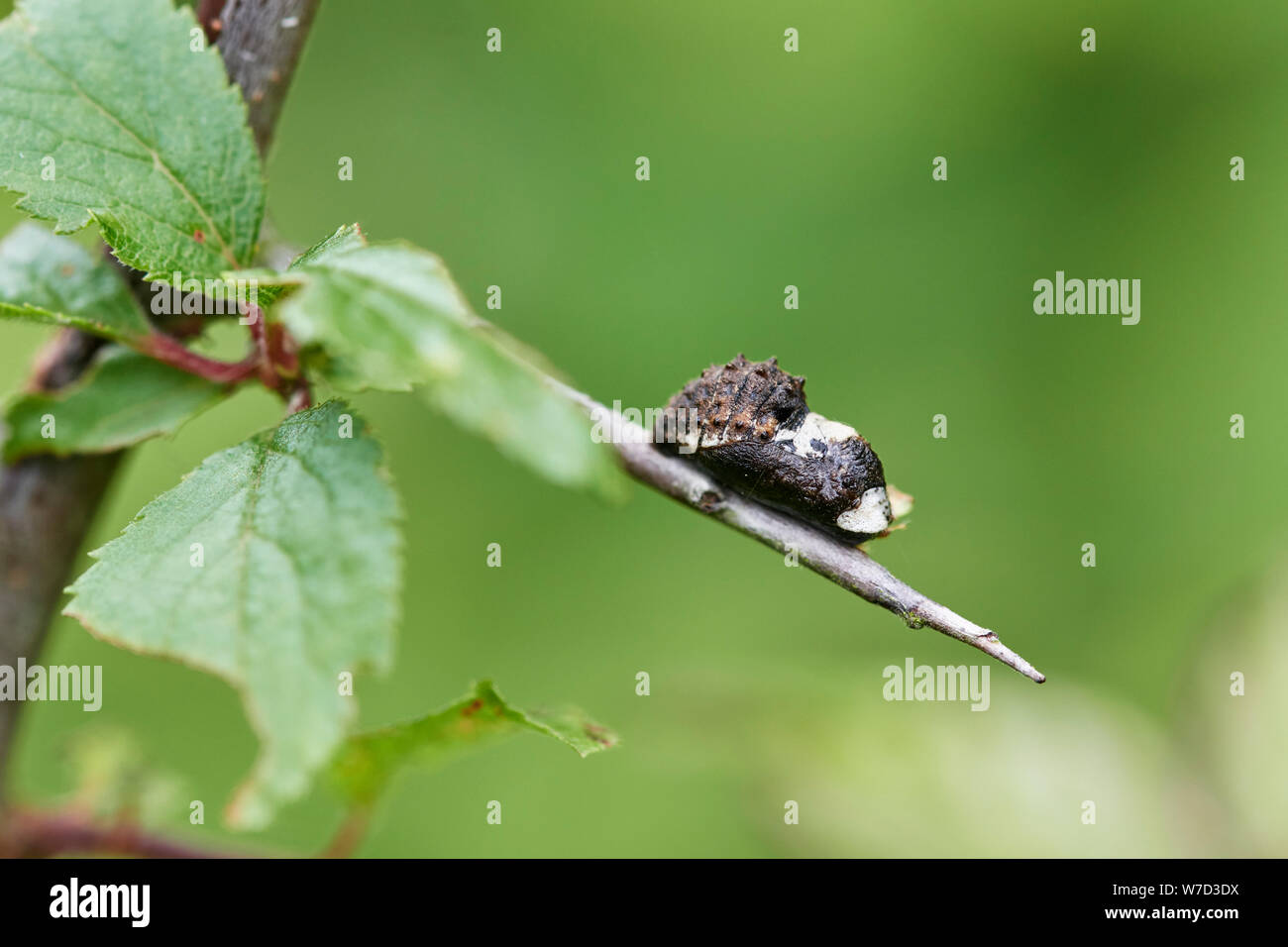 Butterfly chrysalis uk hires stock photography and images Alamy