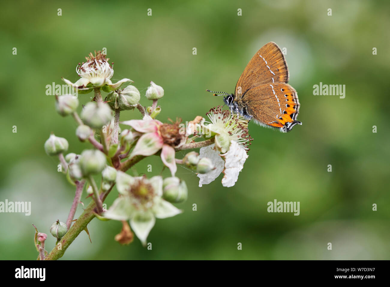 Black hairstreak butterfly (Satyrium pruni) UK Stock Photo