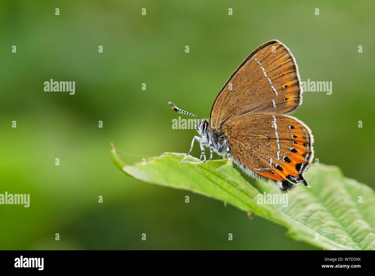 Black hairstreak butterfly (Satyrium pruni) UK Stock Photo