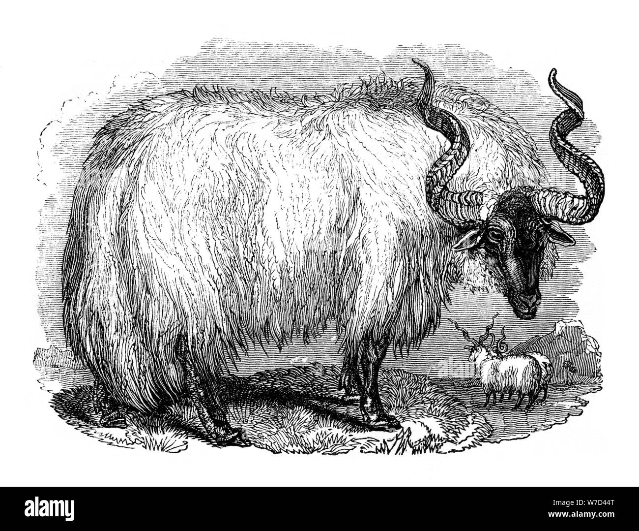 Spanish sheep, 1848. Artist: Unknown Stock Photo