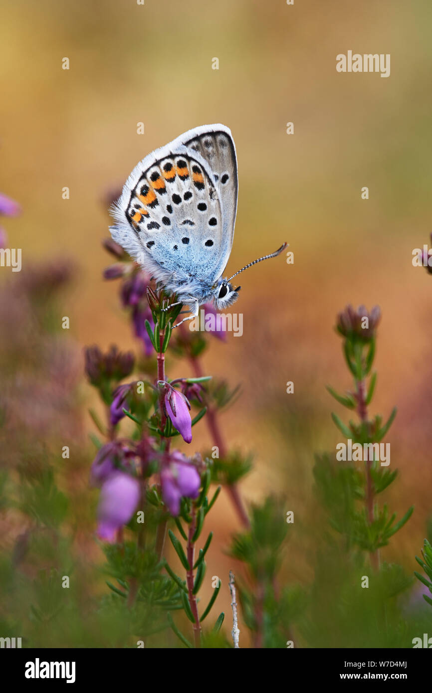 Silver-studded blue butterfly (Plebejus argus) UK Stock Photo