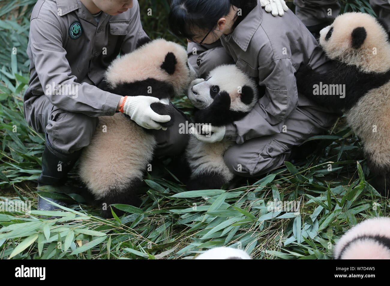 Панда сколько детенышей. Панда в Китае. Панда с детёнышем. Родина панды. Китай Родина панд.