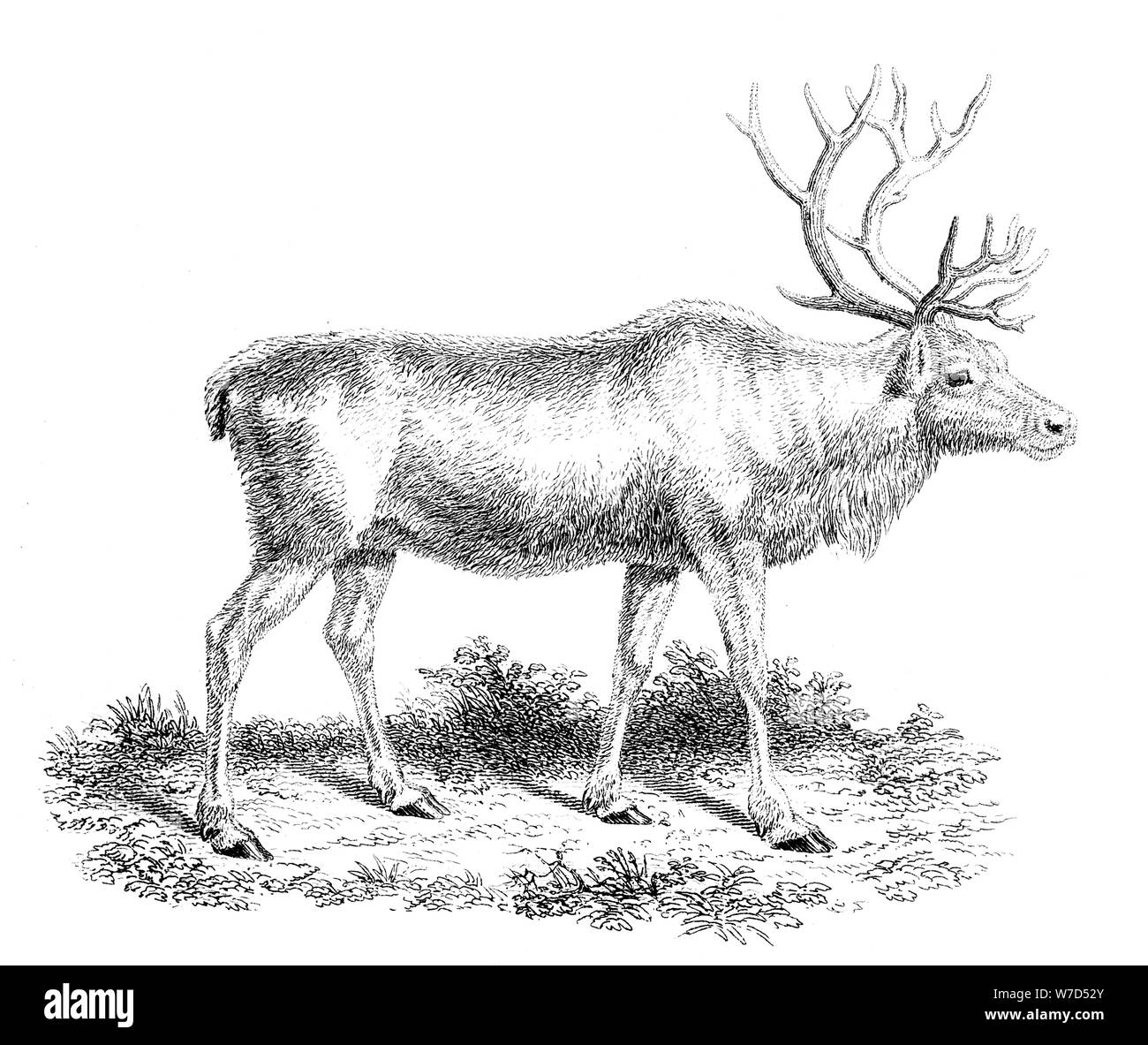 'Reindeer', 19th century. Artist: Unknown Stock Photo