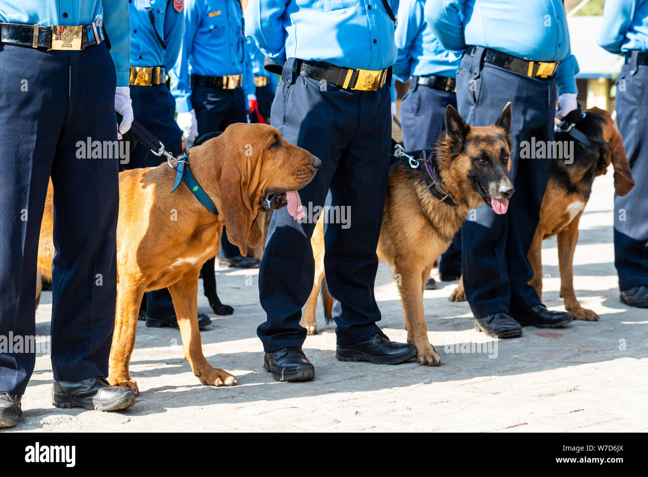 KATHMANDU, NEPAL - NOVEMBER 6, 2018: Nepal police celebrates Kukur Tihar (dog festival) at Central Police Dog Training School. Stock Photo