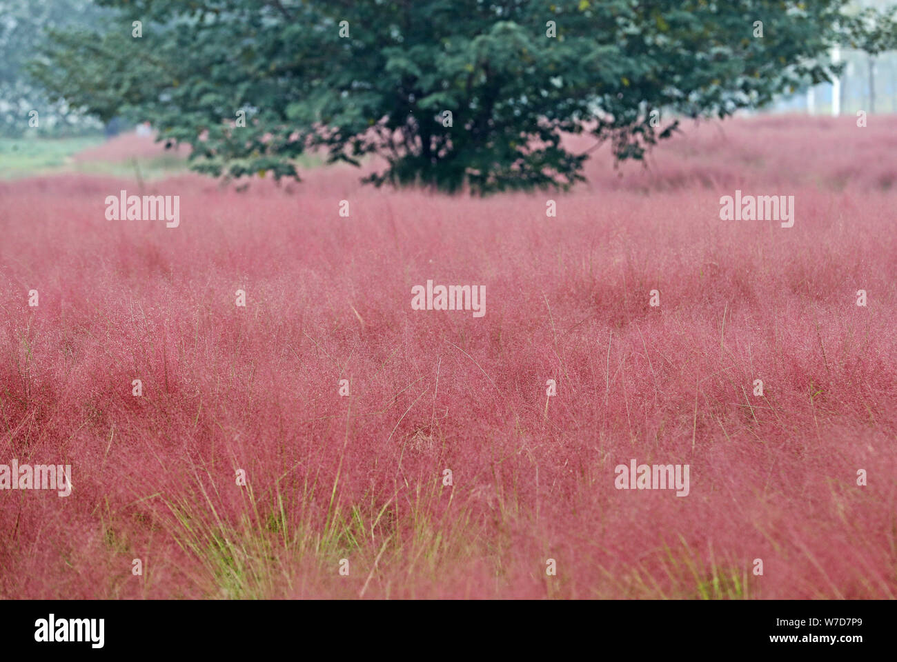 Landscape of the North Longhu Wetland Park covered by pink grass, Muhlenbergia capillaris, commonly known as hairawn muhly, in Zhengzhou city, central Stock Photo