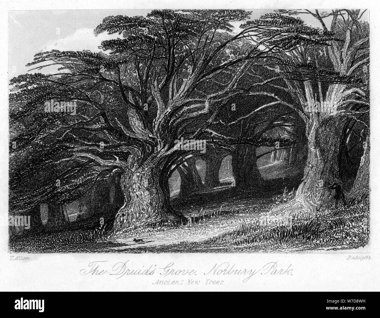 Black park country park england Black and White Stock Photos & Images