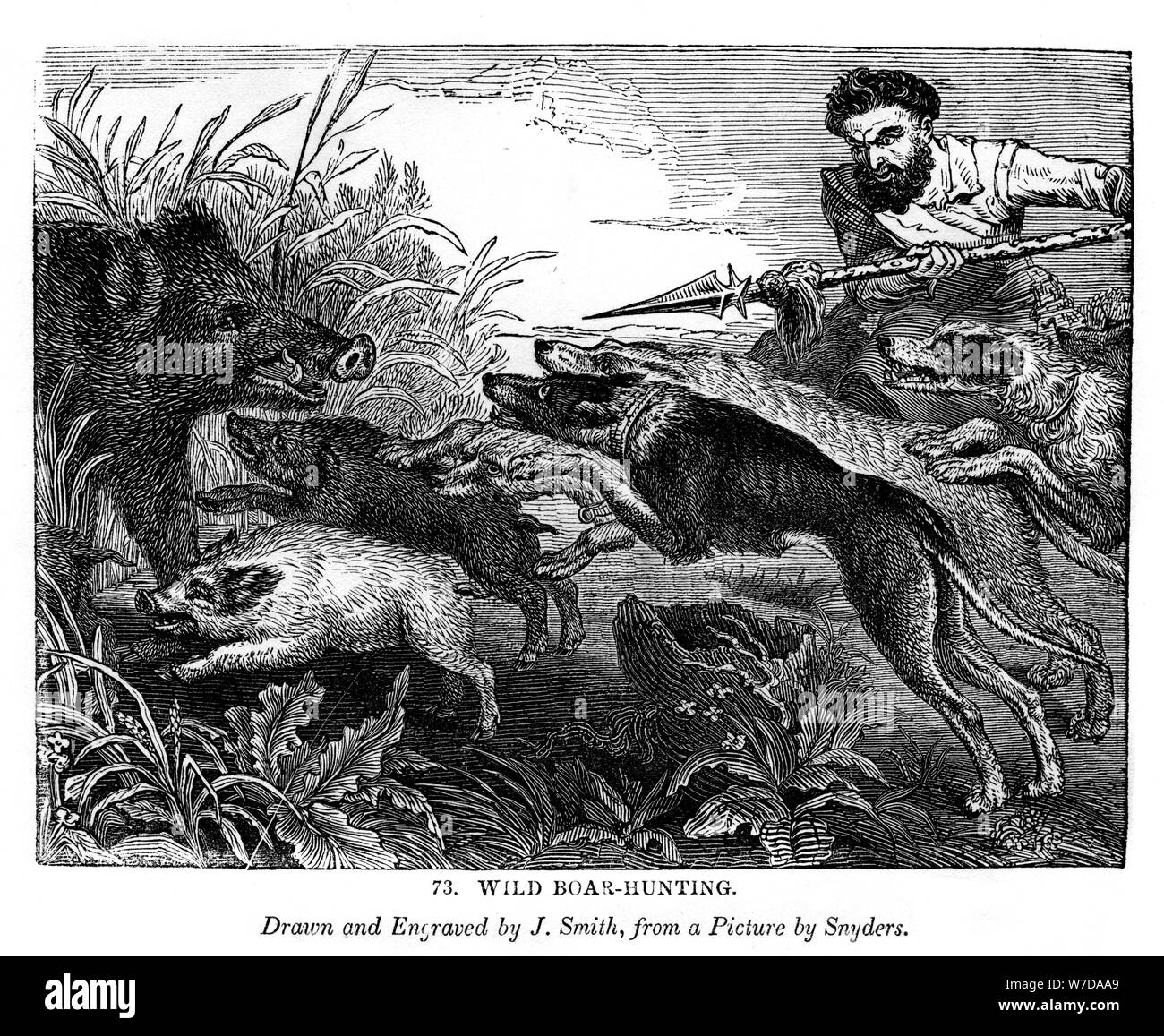 Boar dog hires stock photography and images Alamy