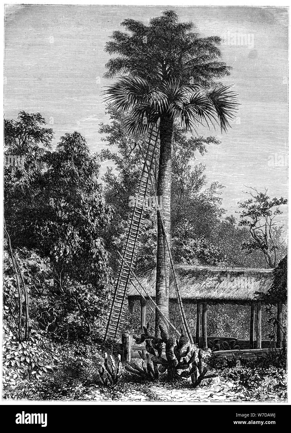 Latanier palm, Andaman Islands, 19th century. Artist: A de Bar Stock Photo
