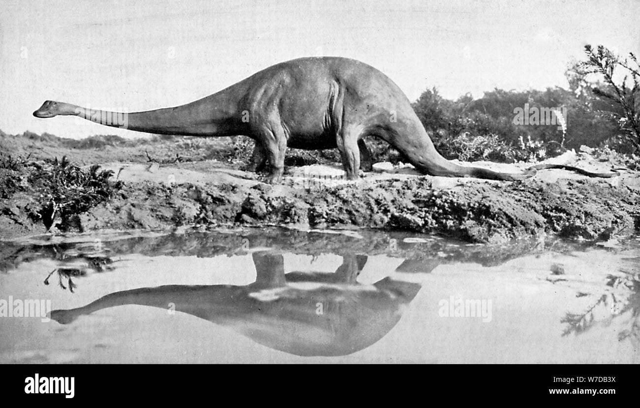 A diplodocus, 20th century. Artist: Unknown Stock Photo