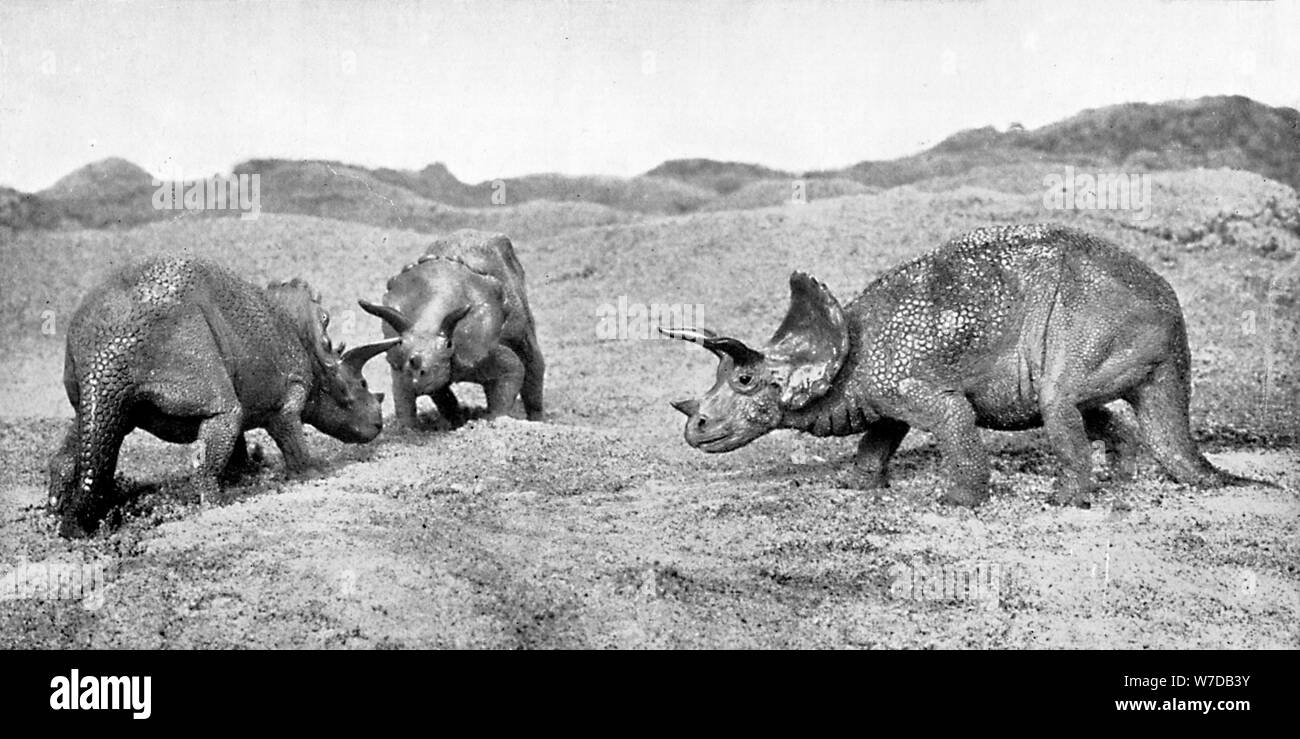 A group of triceratops, 20th century. Artist: Unknown Stock Photo