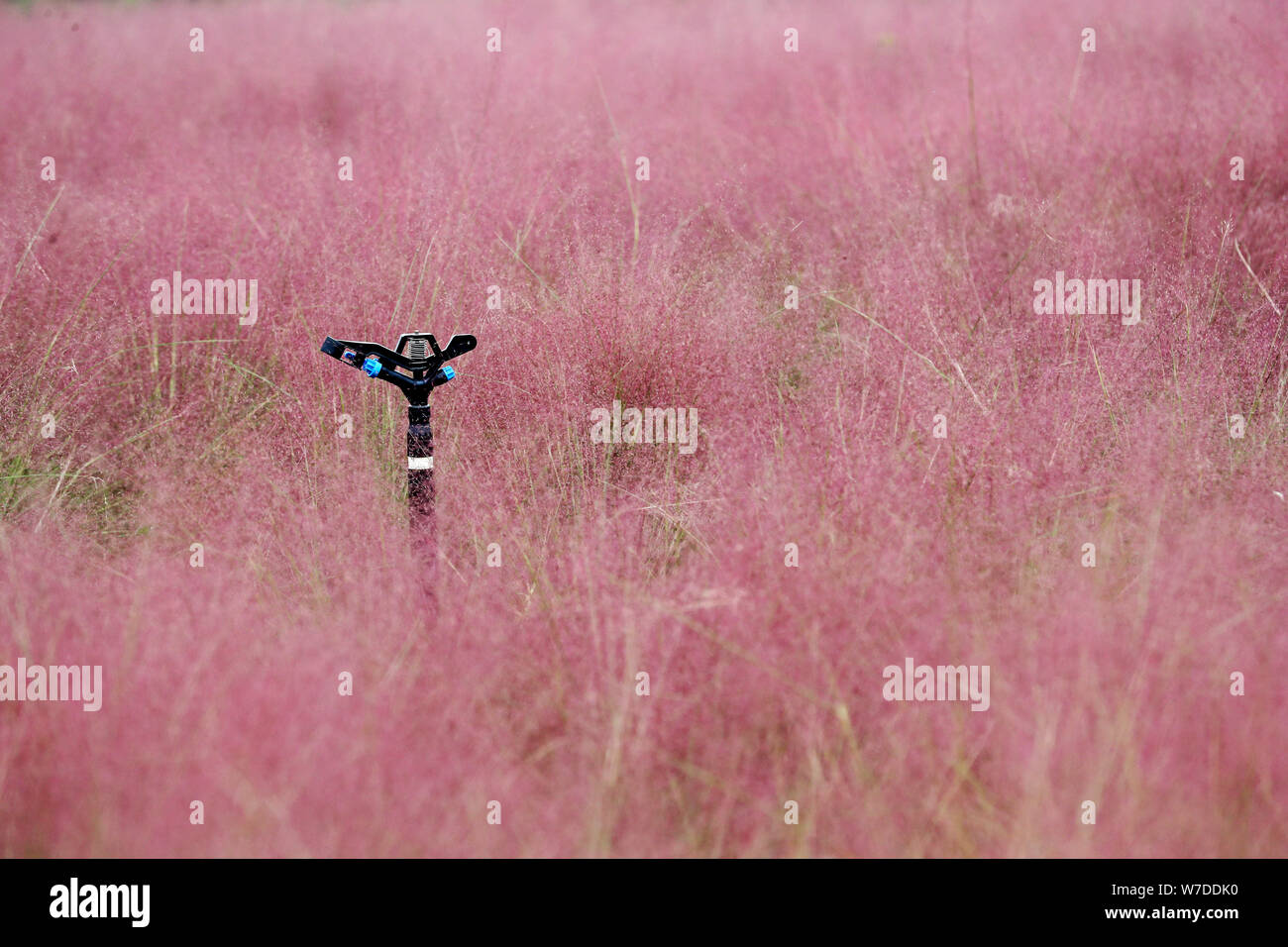 Landscape of the North Longhu Wetland Park covered by pink grass, Muhlenbergia capillaris, commonly known as hairawn muhly, in Zhengzhou city, central Stock Photo