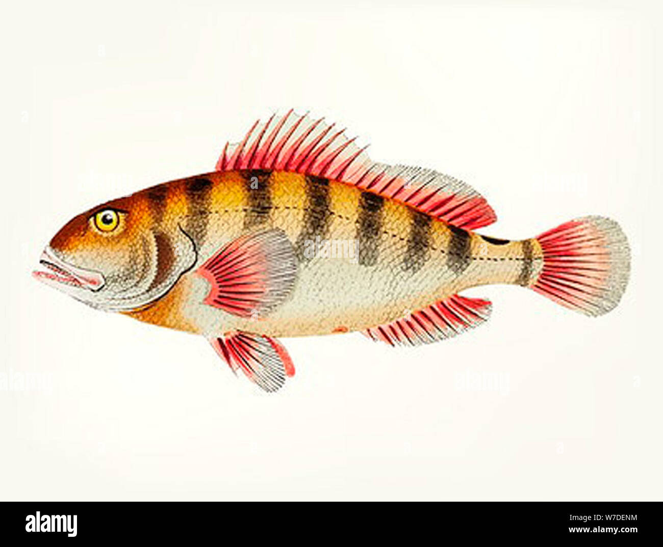 vintage fish illustration Stock Photo Alamy