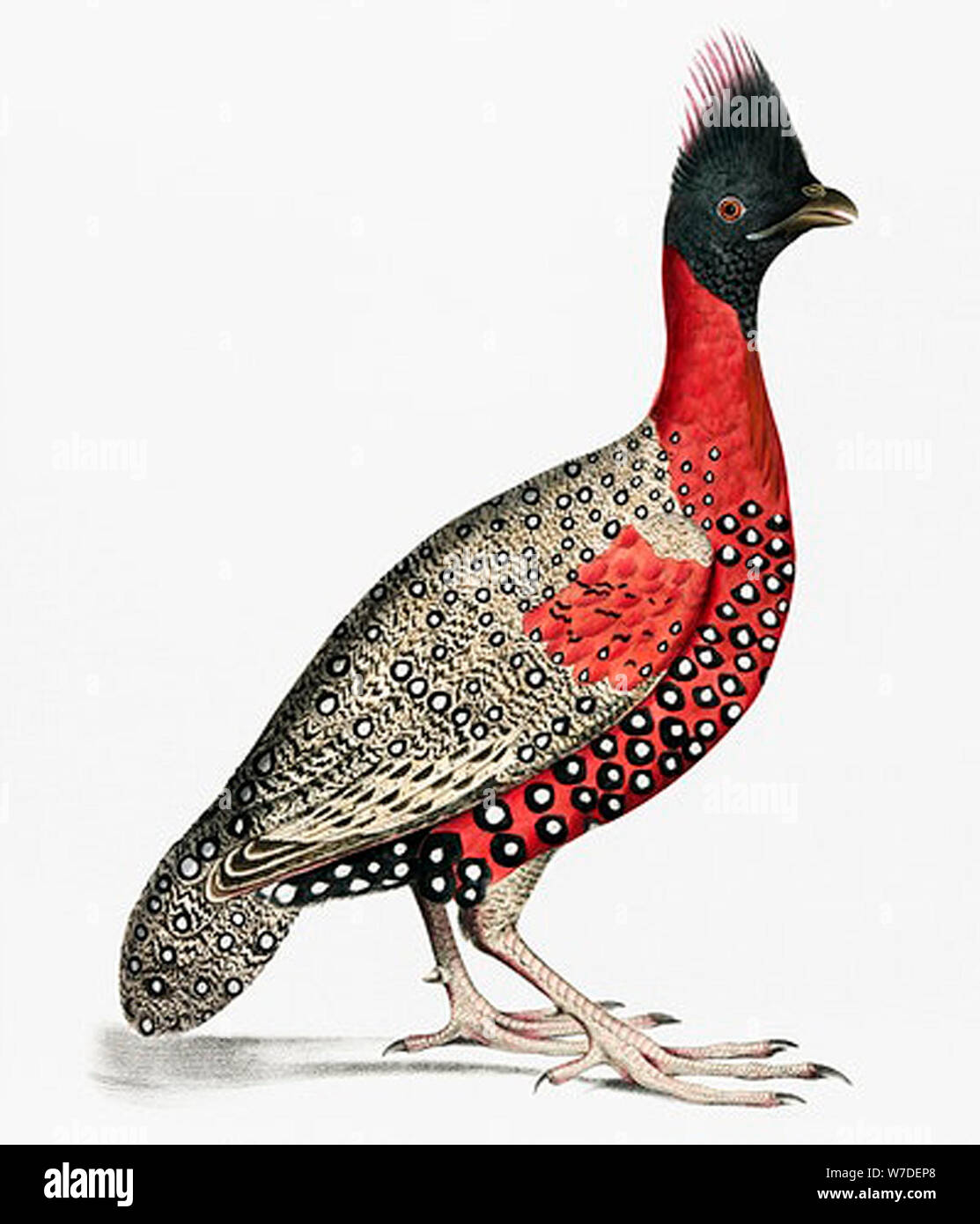 Vintage bird illustration Stock Photo Alamy