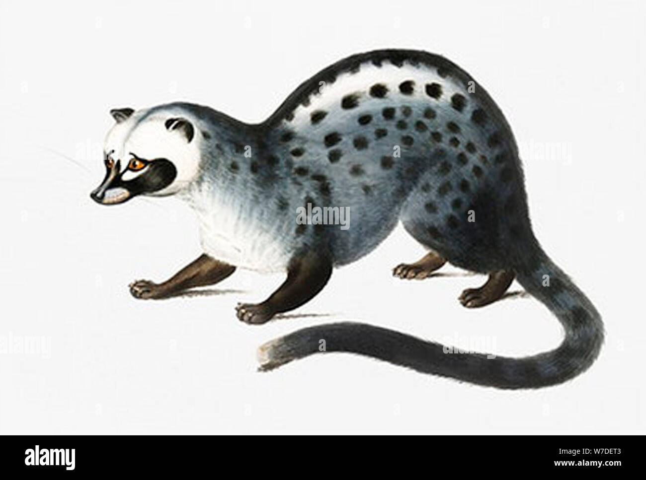 small mammal illustration Stock Photo