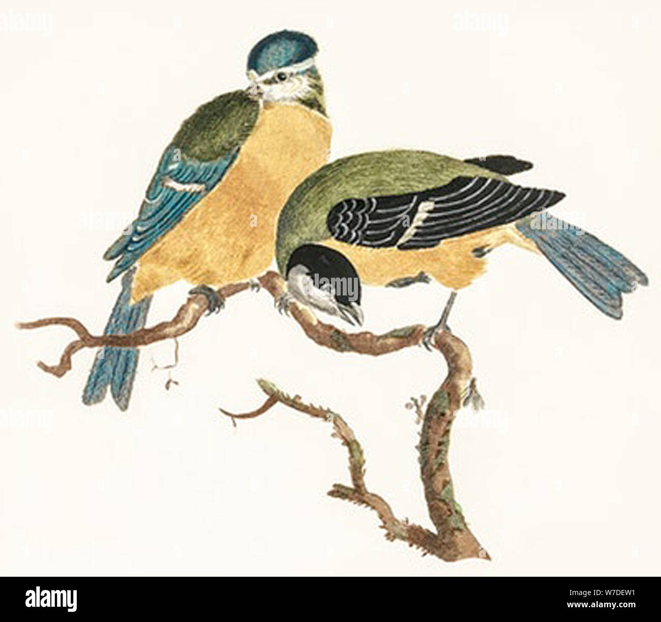 Vintage bird illustration Stock Photo Alamy